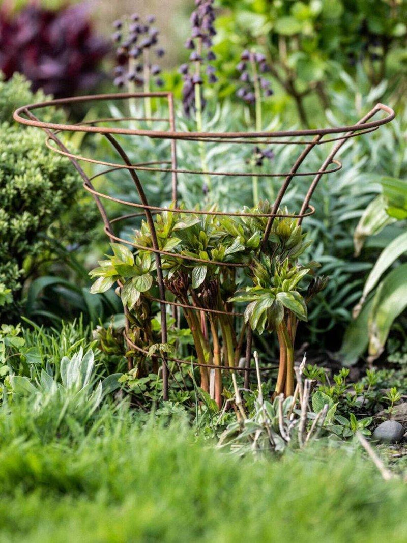Wilstone peony plant frame mild steel garden support (British brand)