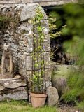 Wilstone spiral pot obelisk mild steel garden support (British brand)