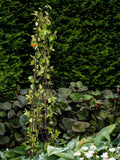 Wilstone spiral pot obelisk mild steel garden support (British brand)