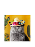 Woodmansterne grey cat greeting card with sombrero - British product