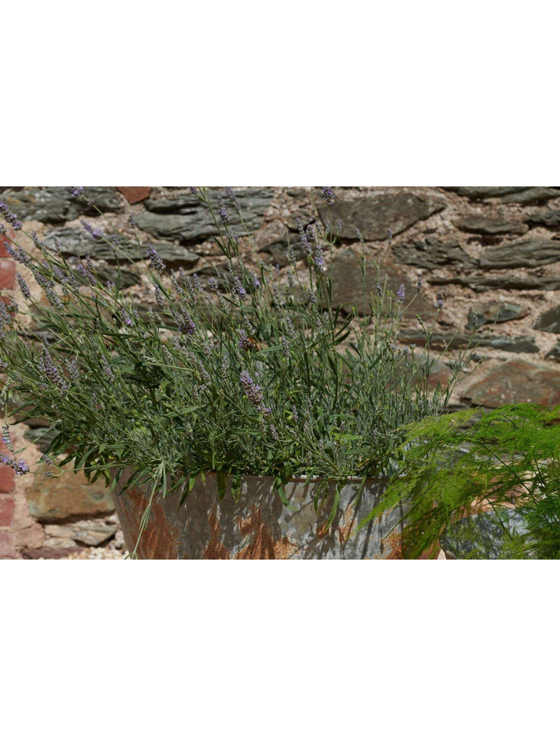 nkuku Abari Large Tapered Planter 45cm (British brand)
