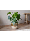 nkuku ceramic plant pot green cream large 23.5cm (British brand)