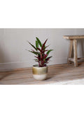 nkuku Almeida plant pot medium 19.5cm - British product