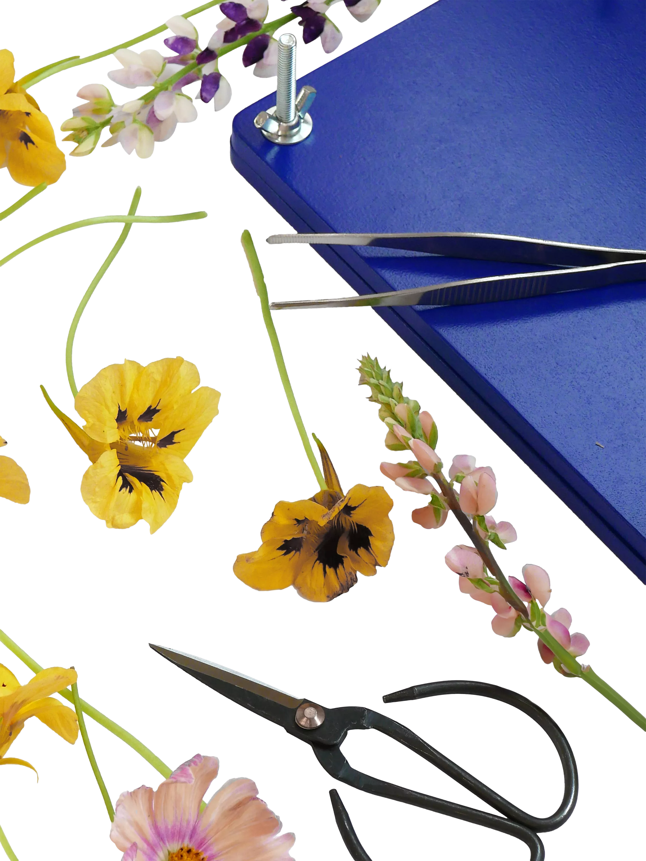PRINTWORKS flower press kit - British product