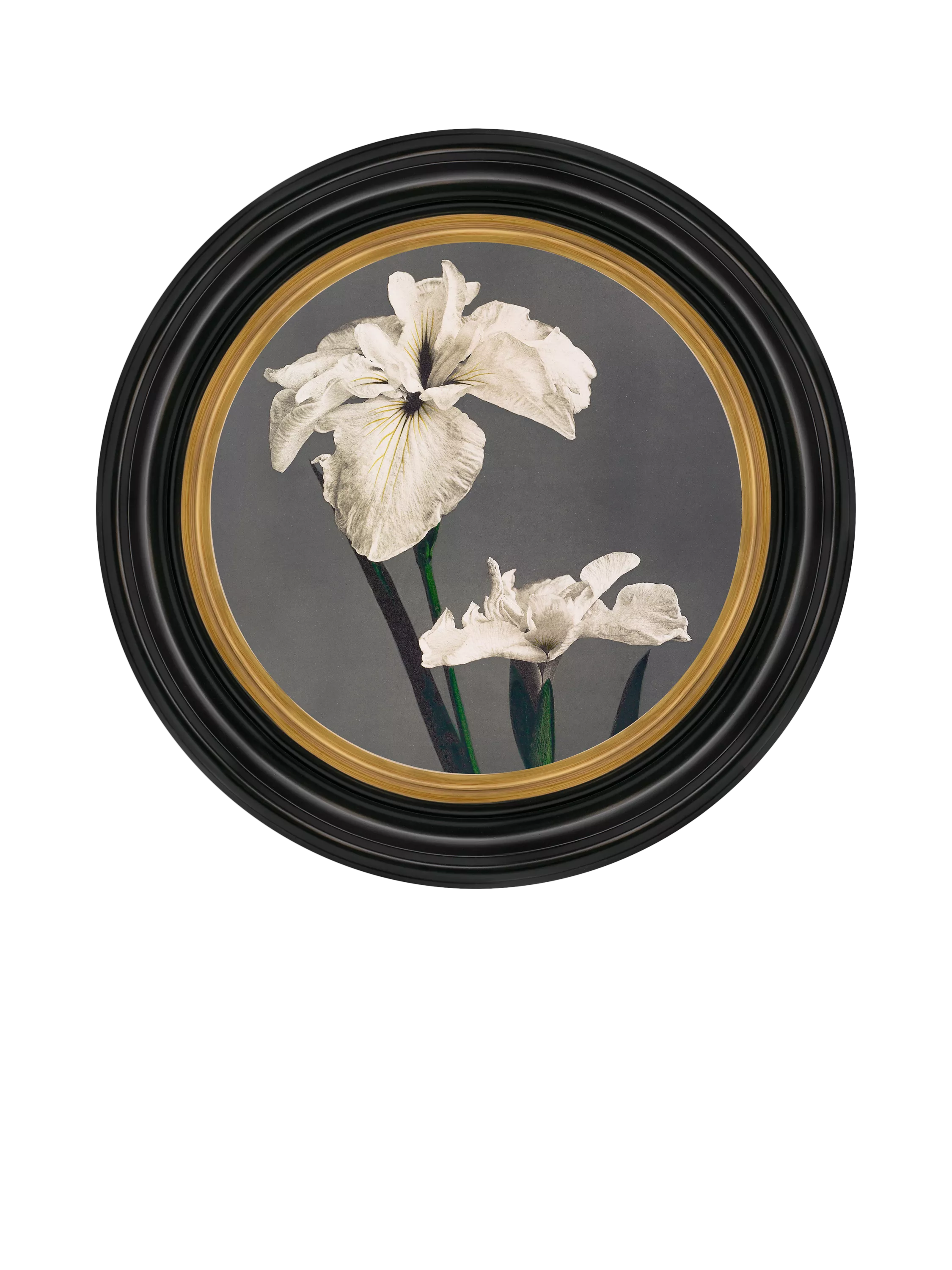 Brookpace Lascelles Iris round framed canvas print 43cm (British brand)