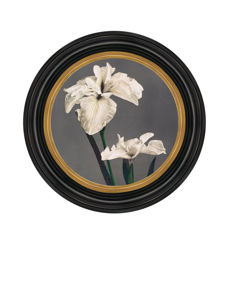 Brookpace Lascelles Iris round framed canvas print 43cm (British brand)