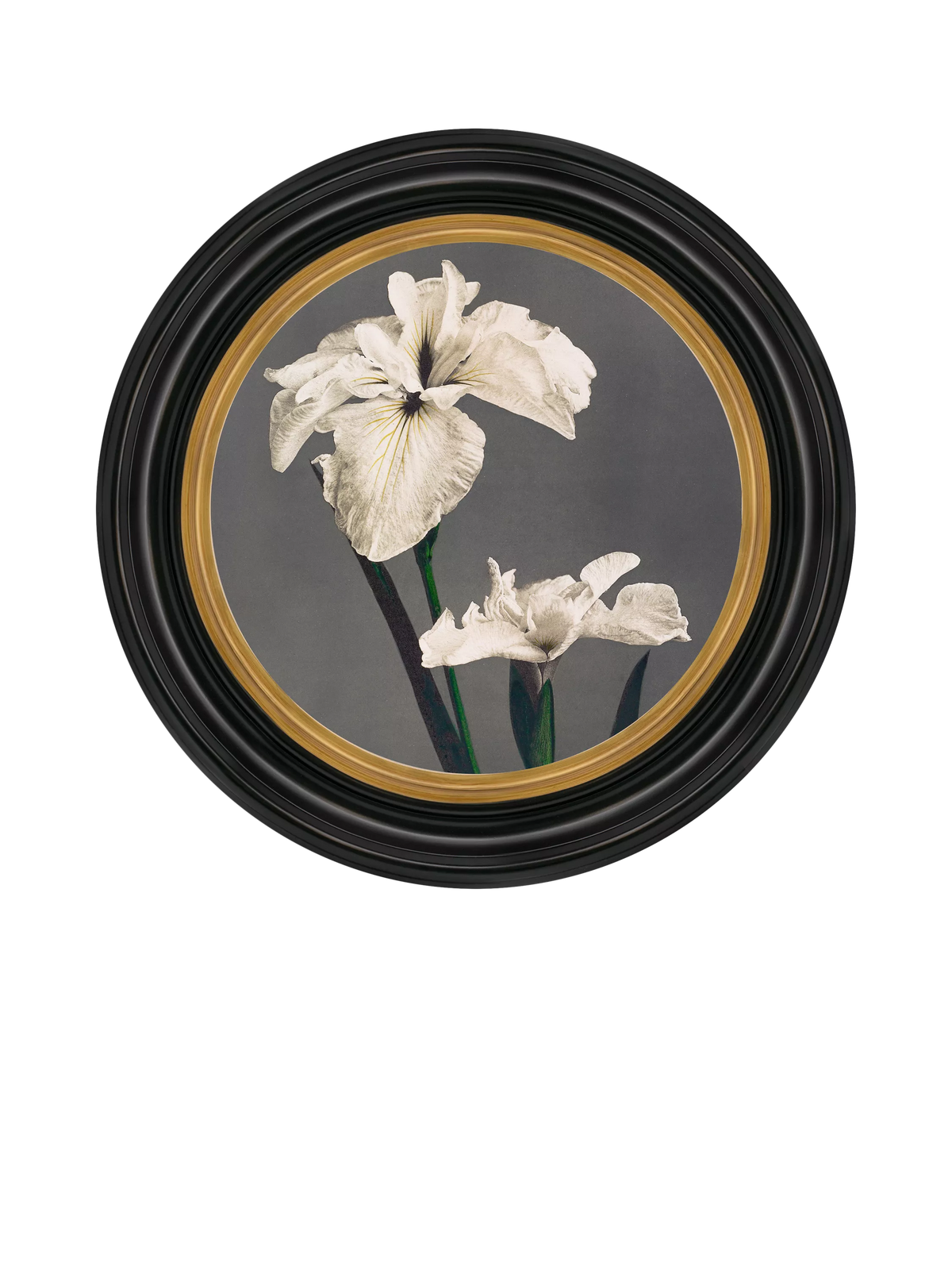 Brookpace Lascelles Iris round framed canvas print 43cm (British brand)