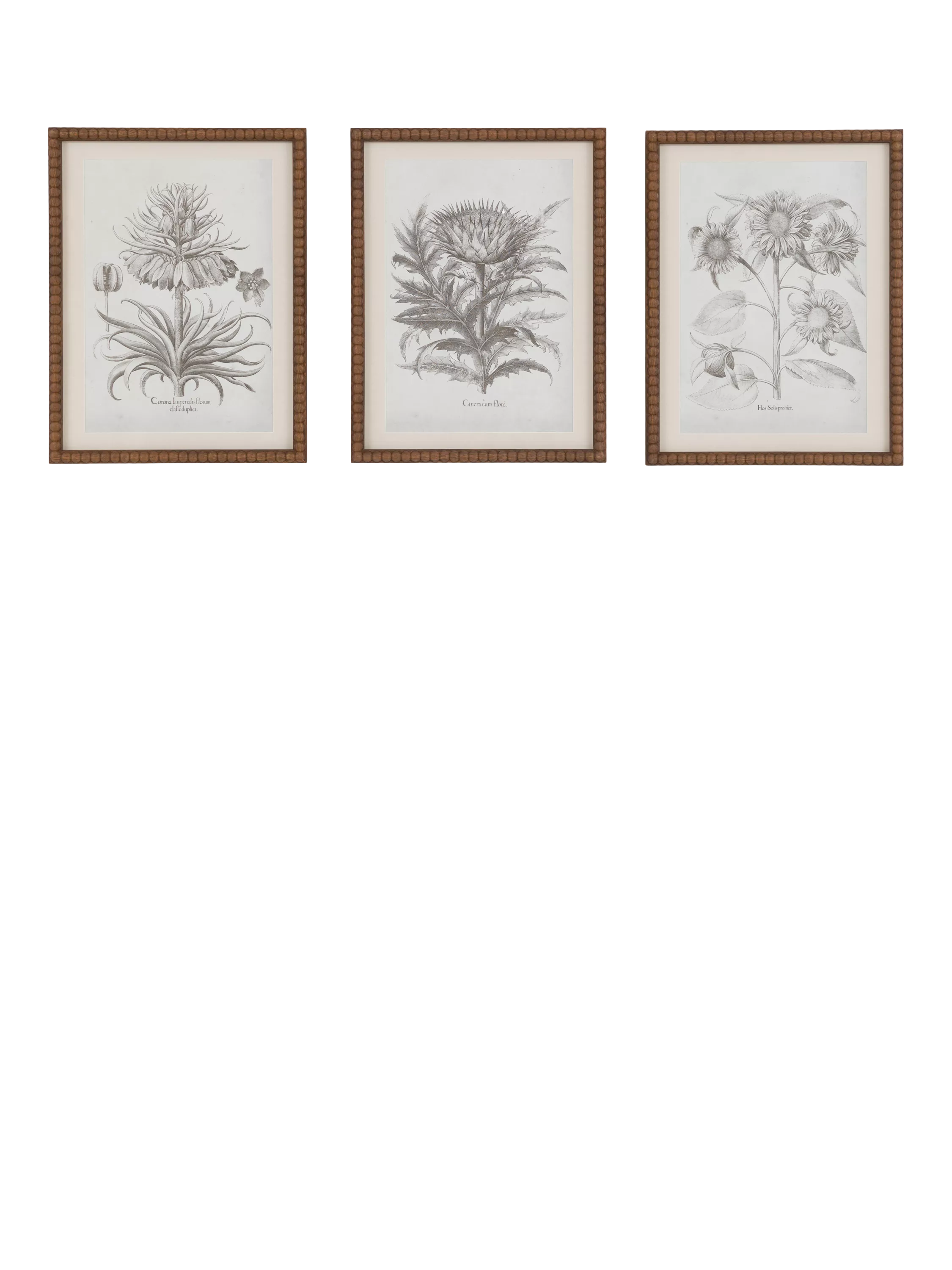 John Lewis Fresco botanical framed prints set of 3, imported from the UK
