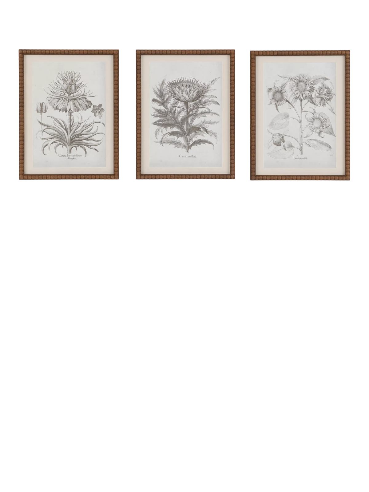 John Lewis Fresco botanical framed prints set of 3, imported from the UK