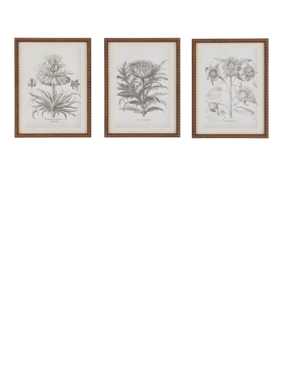 John Lewis John Lewis Fresco Botanical Framed Prints Set of 3 40 x 30cm Black White- Buy online at McGrocer