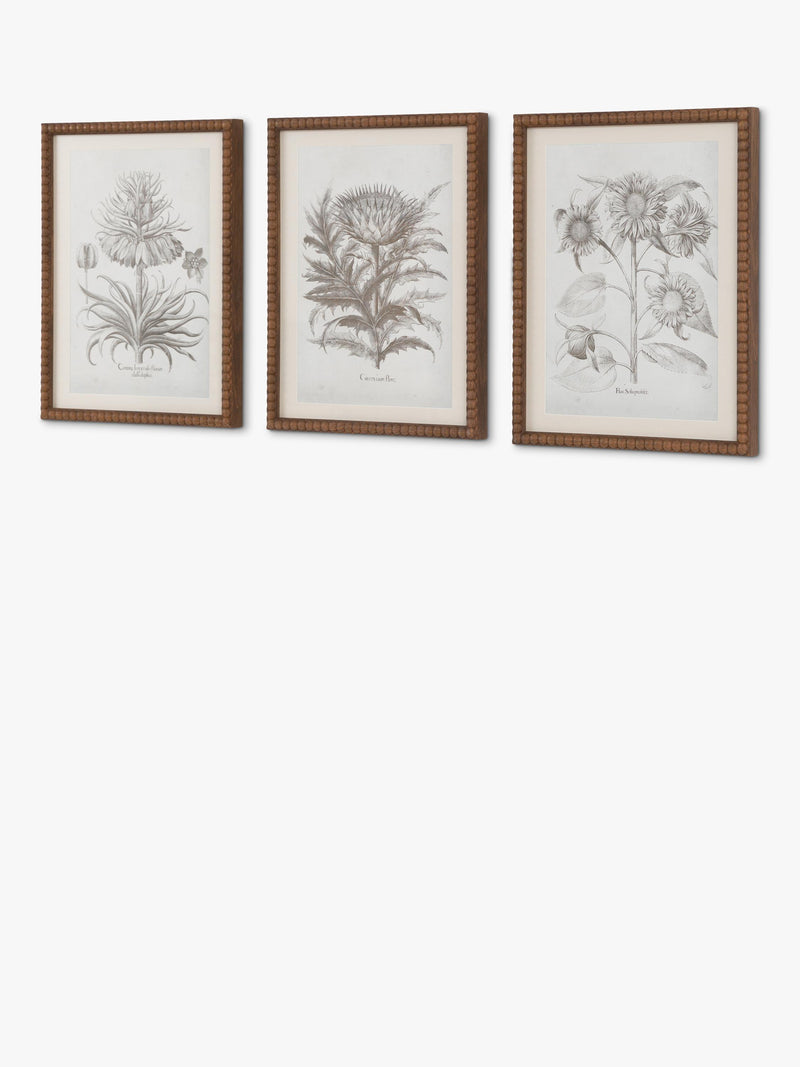 John Lewis Fresco botanical framed prints set of 3, imported from the UK