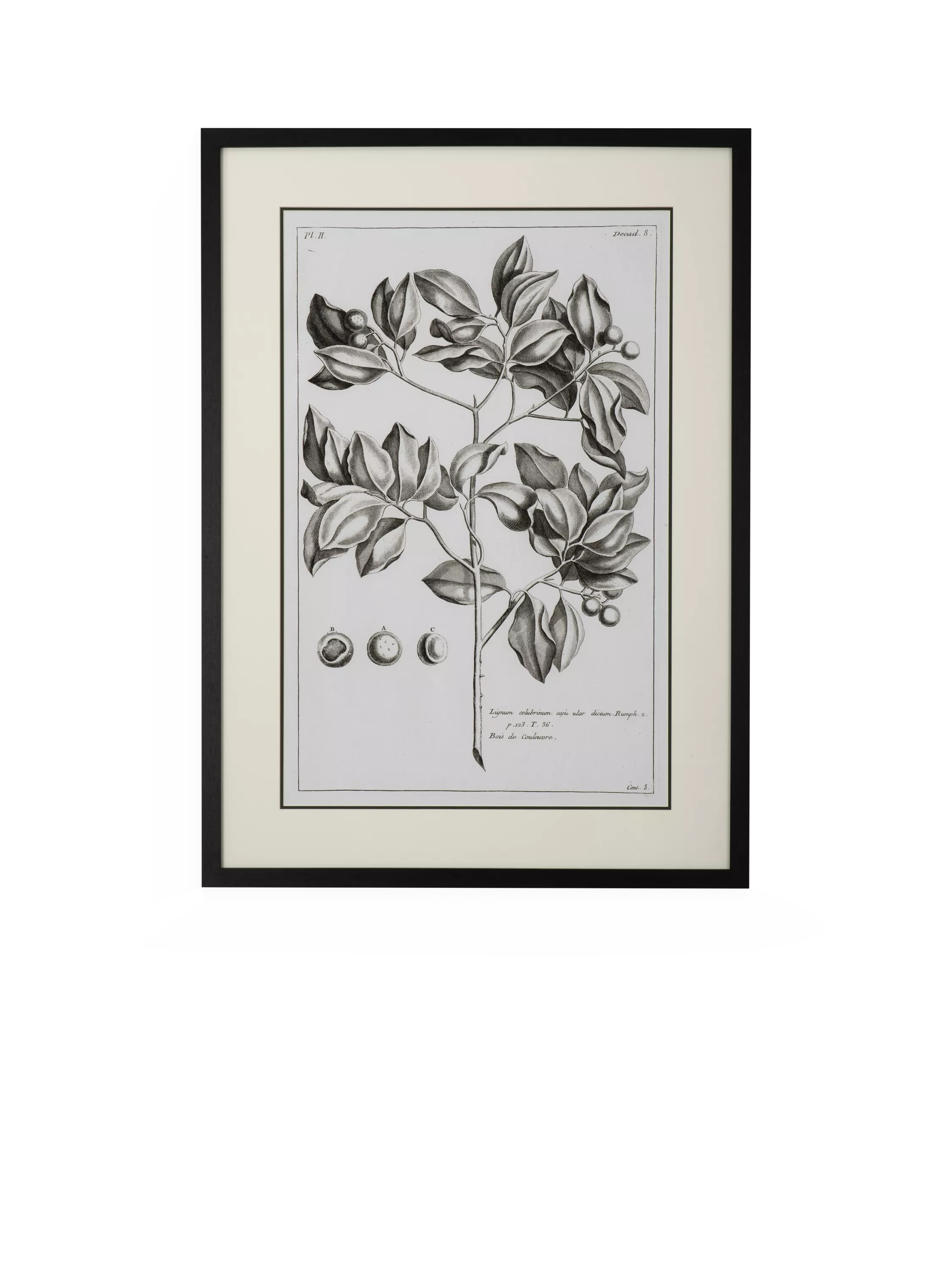 Neptune Whitechapel II print 109x79cm (British brand)