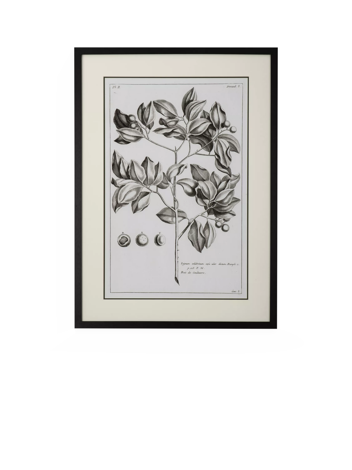 Neptune Whitechapel II print 109x79cm (British brand)