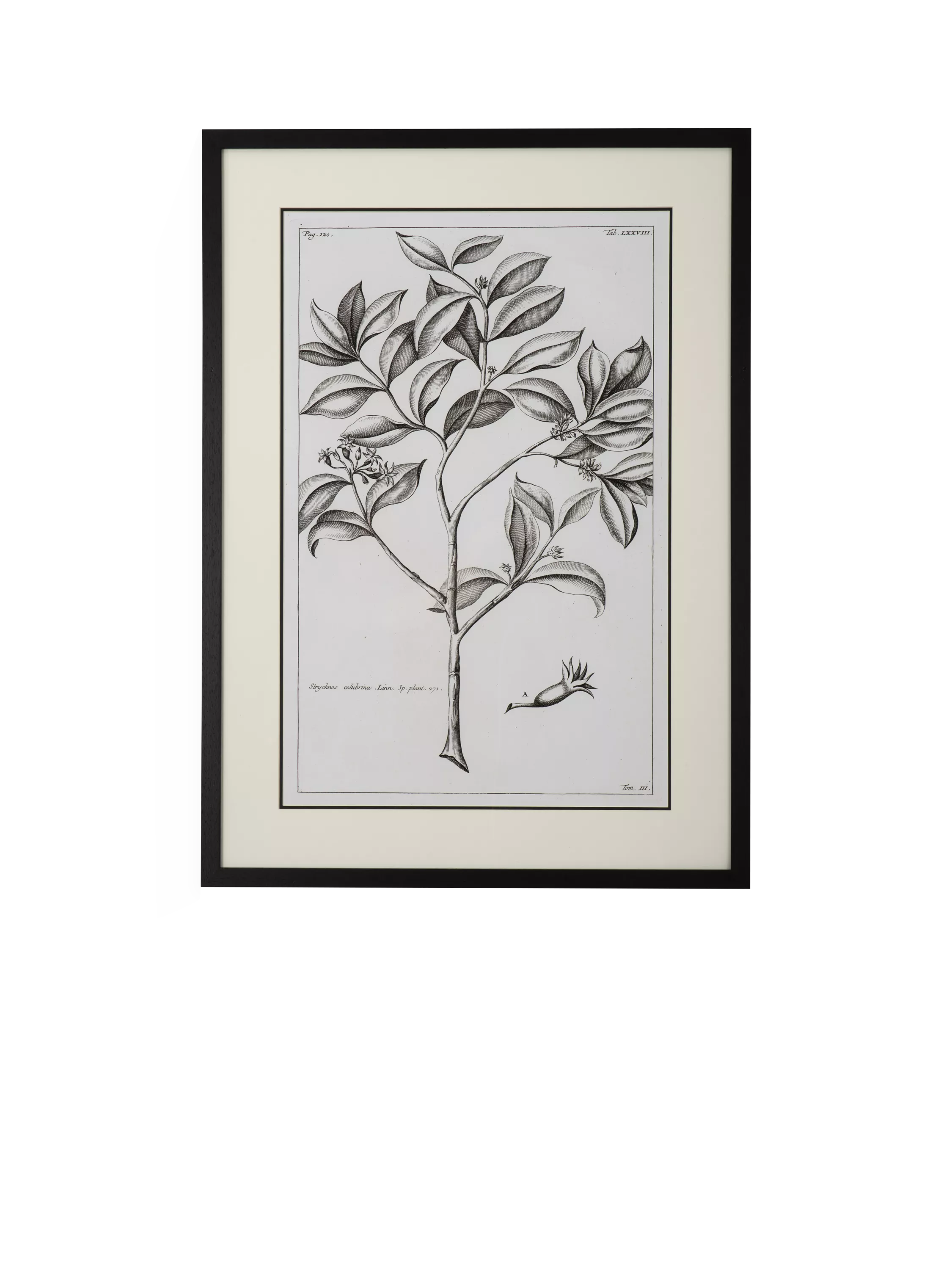 Neptune Whitechapel botanical print 109x79cm, imported from the UK