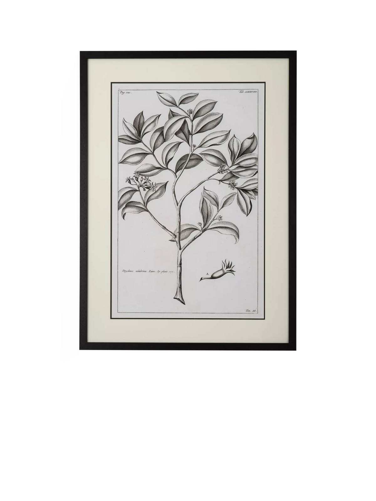 Neptune Whitechapel botanical print 109x79cm, imported from the UK