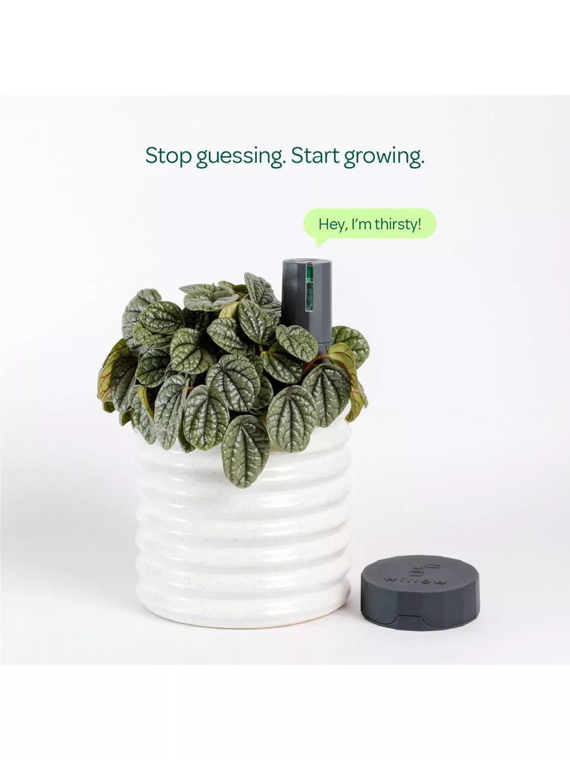 Willow indoor plant sensor starter pack with Wi-Fi hub, UK version