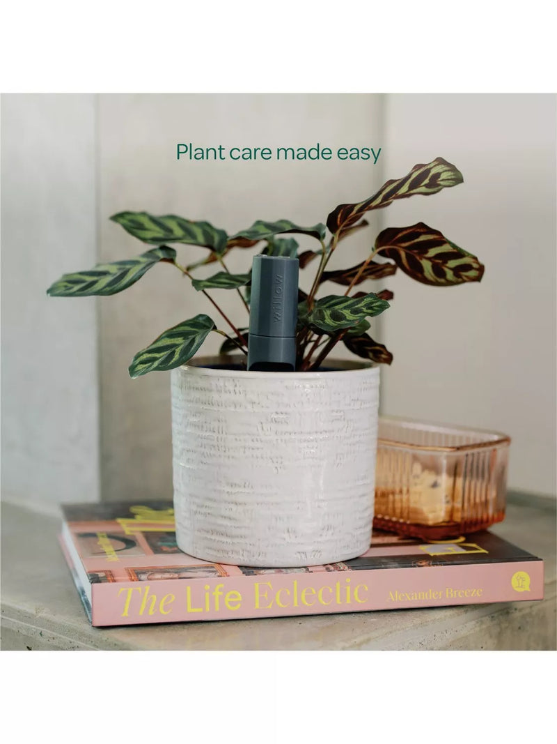 Willow indoor plant sensor starter pack with Wi-Fi hub, UK version