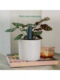Willow smart indoor plant sensor charcoal - British product