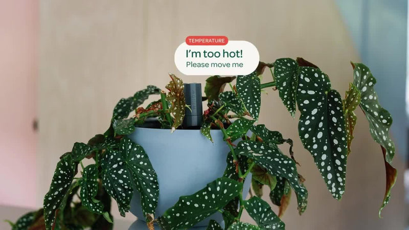 Willow smart indoor plant sensor charcoal - British product