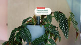 Willow smart indoor plant sensor charcoal - British product