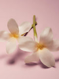 Moroccanoil Eau de Parfum Lumière du Jour 10ml - British product