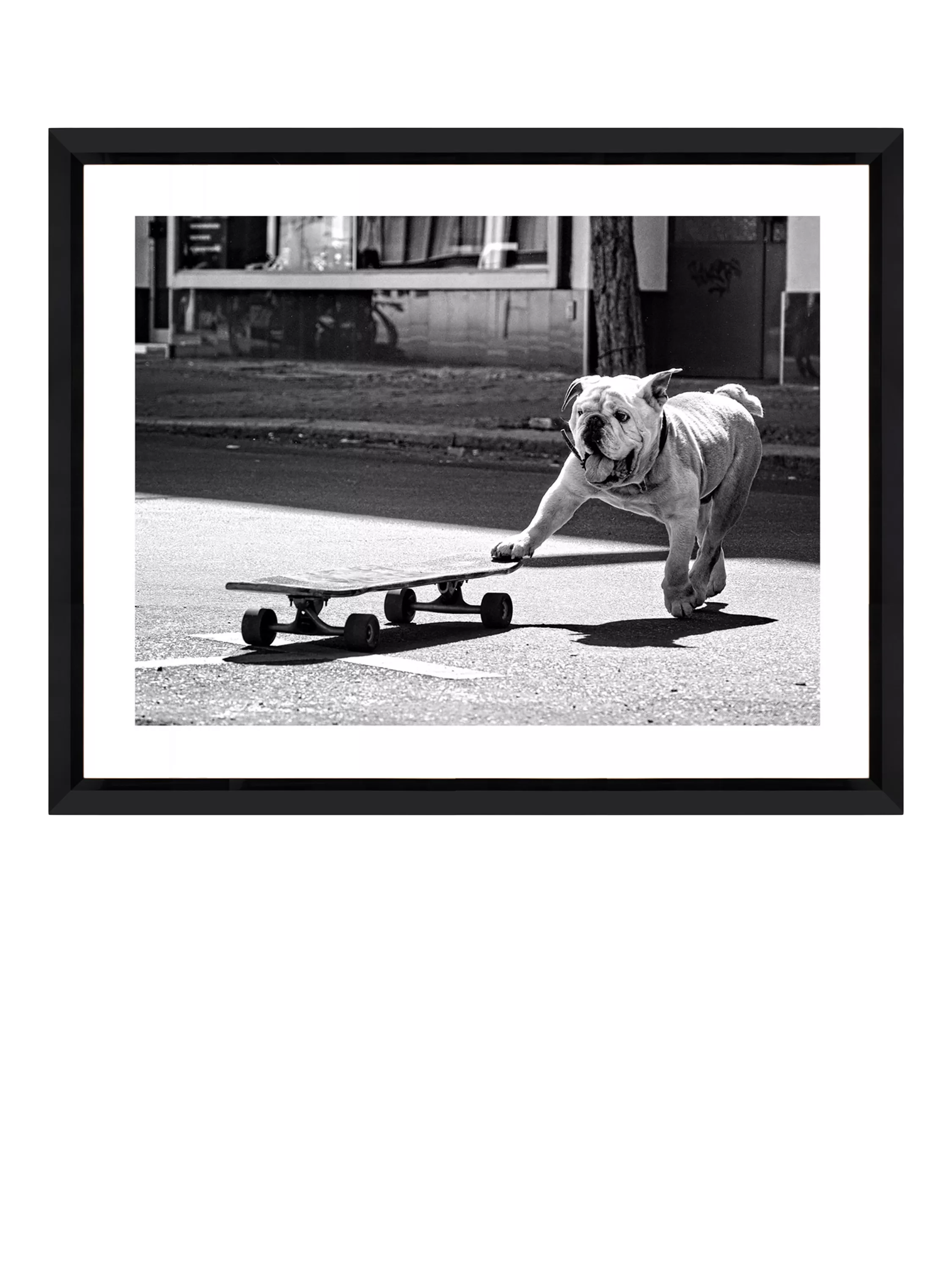 Brookpace Lascelles Park Life photographic print bulldog London (British brand)