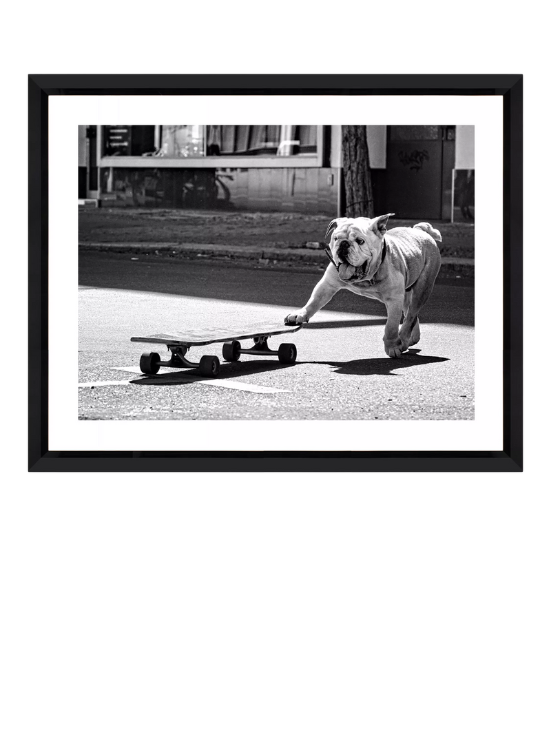 Brookpace Lascelles Park Life photographic print bulldog London (British brand)