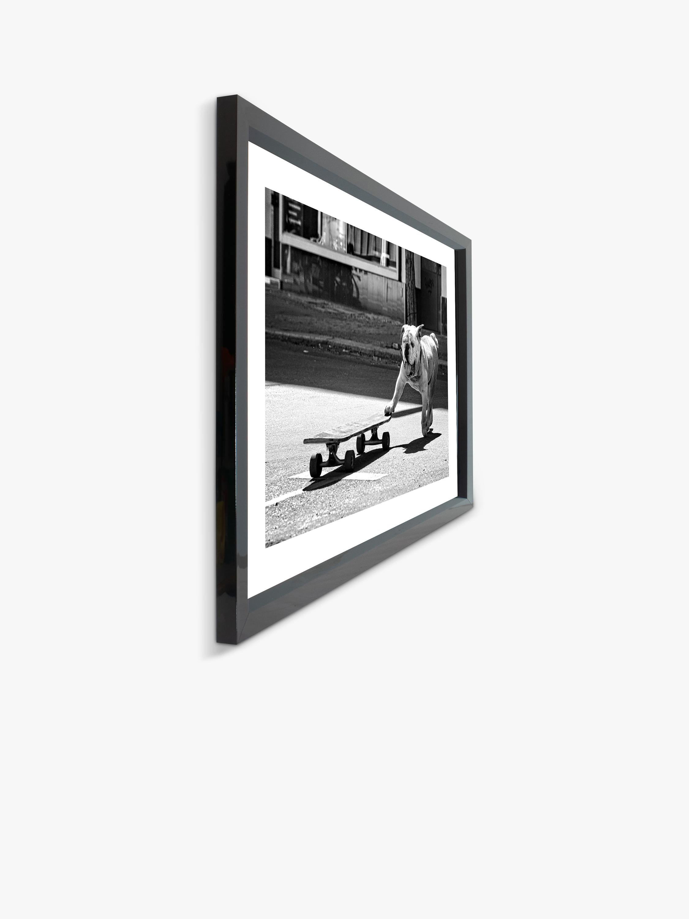 Brookpace Lascelles Park Life photographic print bulldog London (British brand)