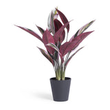Habitat artificial Stromanthe Tricolor plant 41 x 41 x 48cm, UK version