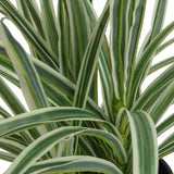 Sainsbury's Home Large Faux Spider Plant - Green