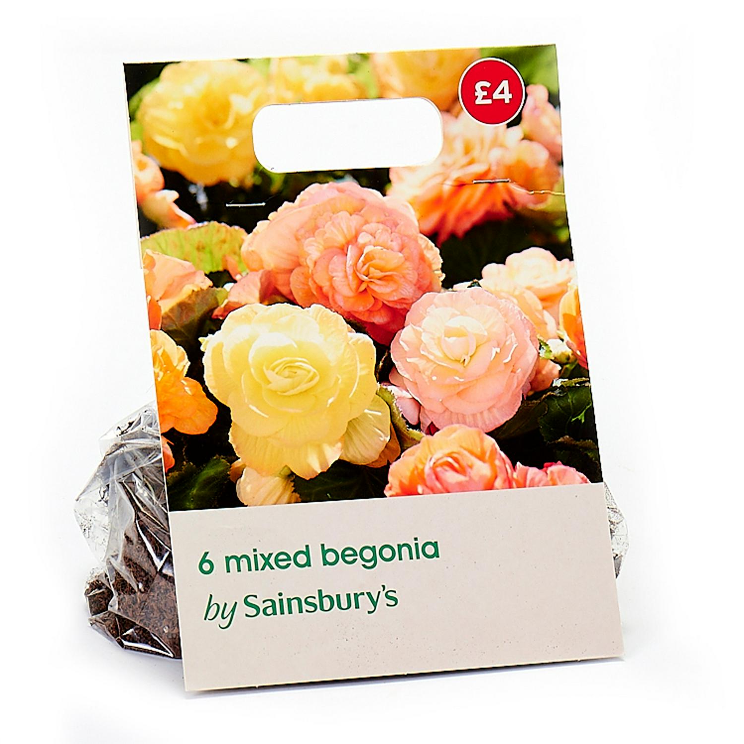 Sainsbury's begonia double bulbs 4-5 cm tubers (British brand)
