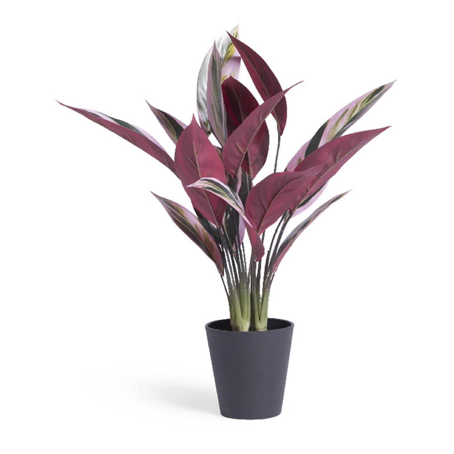 Habitat artificial Stromanthe Tricolor plant 41 x 41 x 48cm, UK version