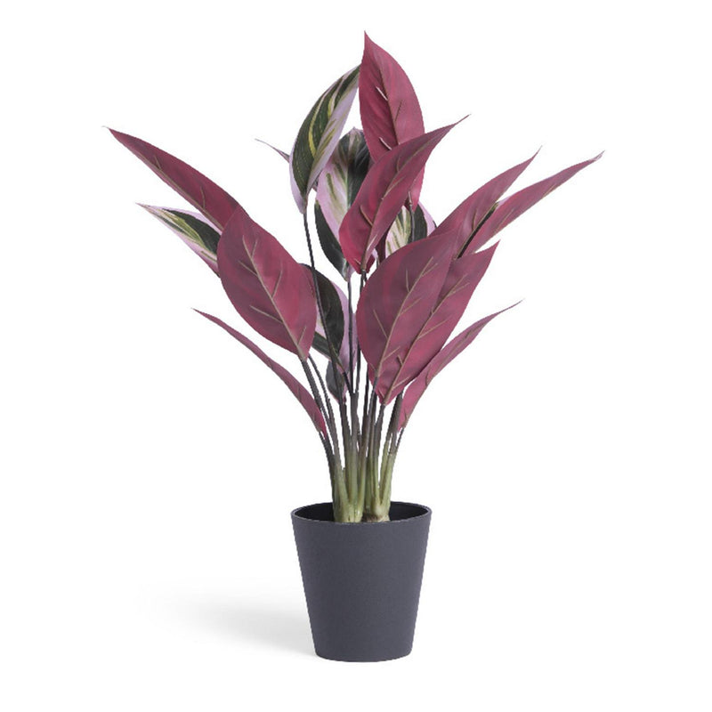 Habitat artificial Stromanthe Tricolor plant 41 x 41 x 48cm, UK version