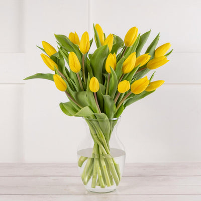 Graines de tulipes Abundance