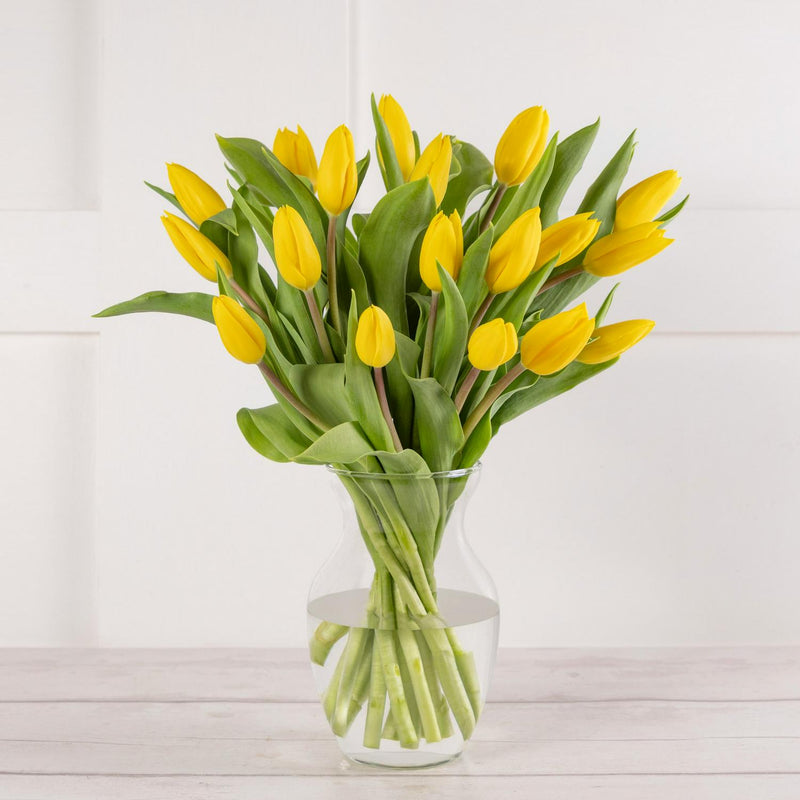 Tulip Abundance flower seeds imported from the UK (British brand)