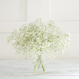 Gypsophila flowers UK version
