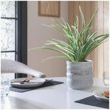 Sainsbury's Home Faux Spider Plant Green 38.1cm (British brand)