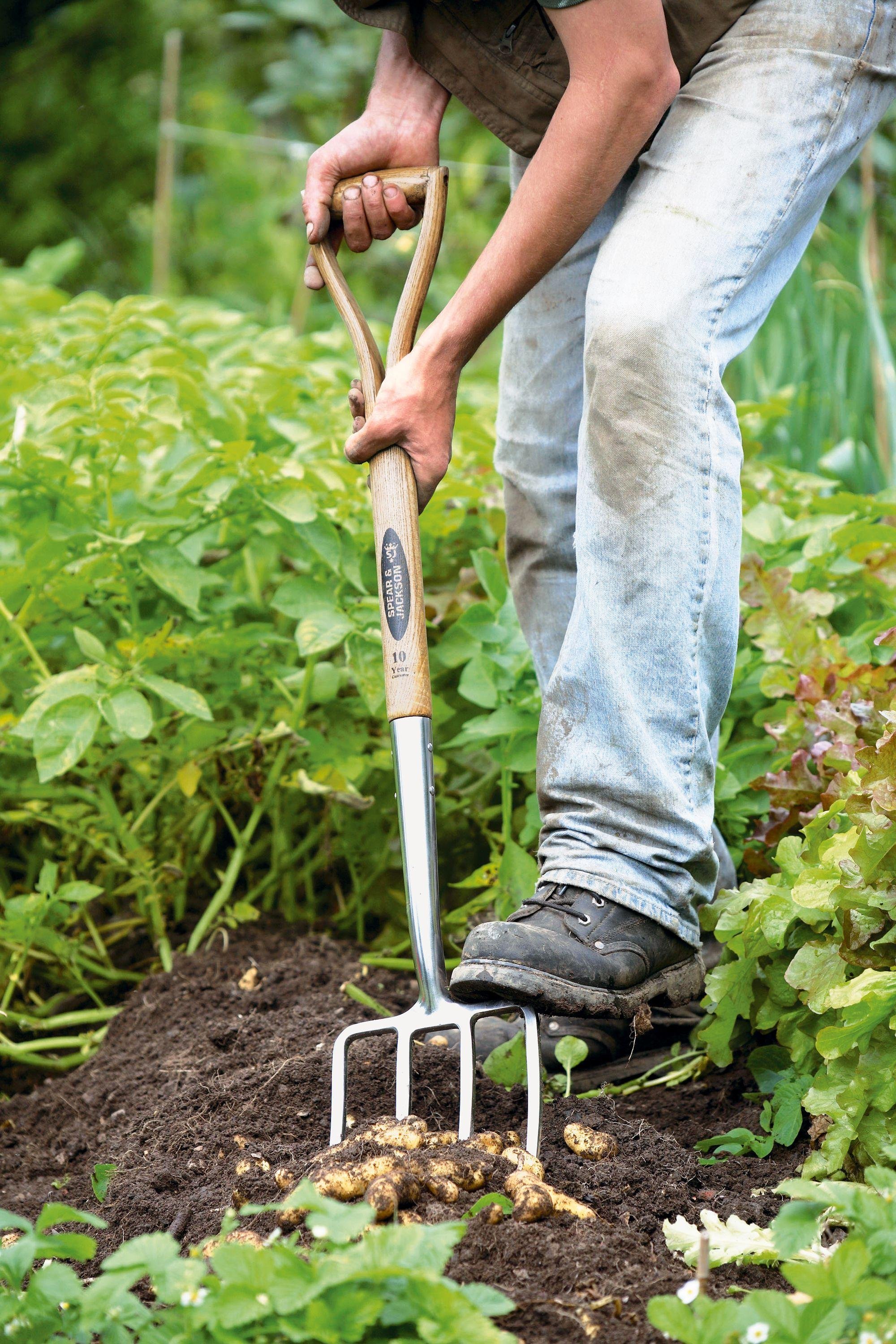 Spear & Jackson traditional digging fork (British brand)