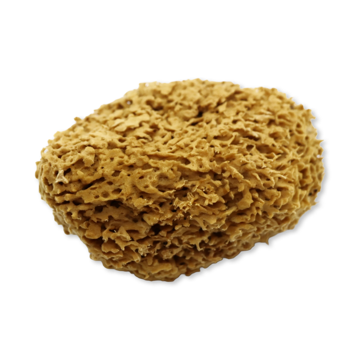 SpongeBox Honeycomb Luxe sea sponge 6-6.5 Inches - British product