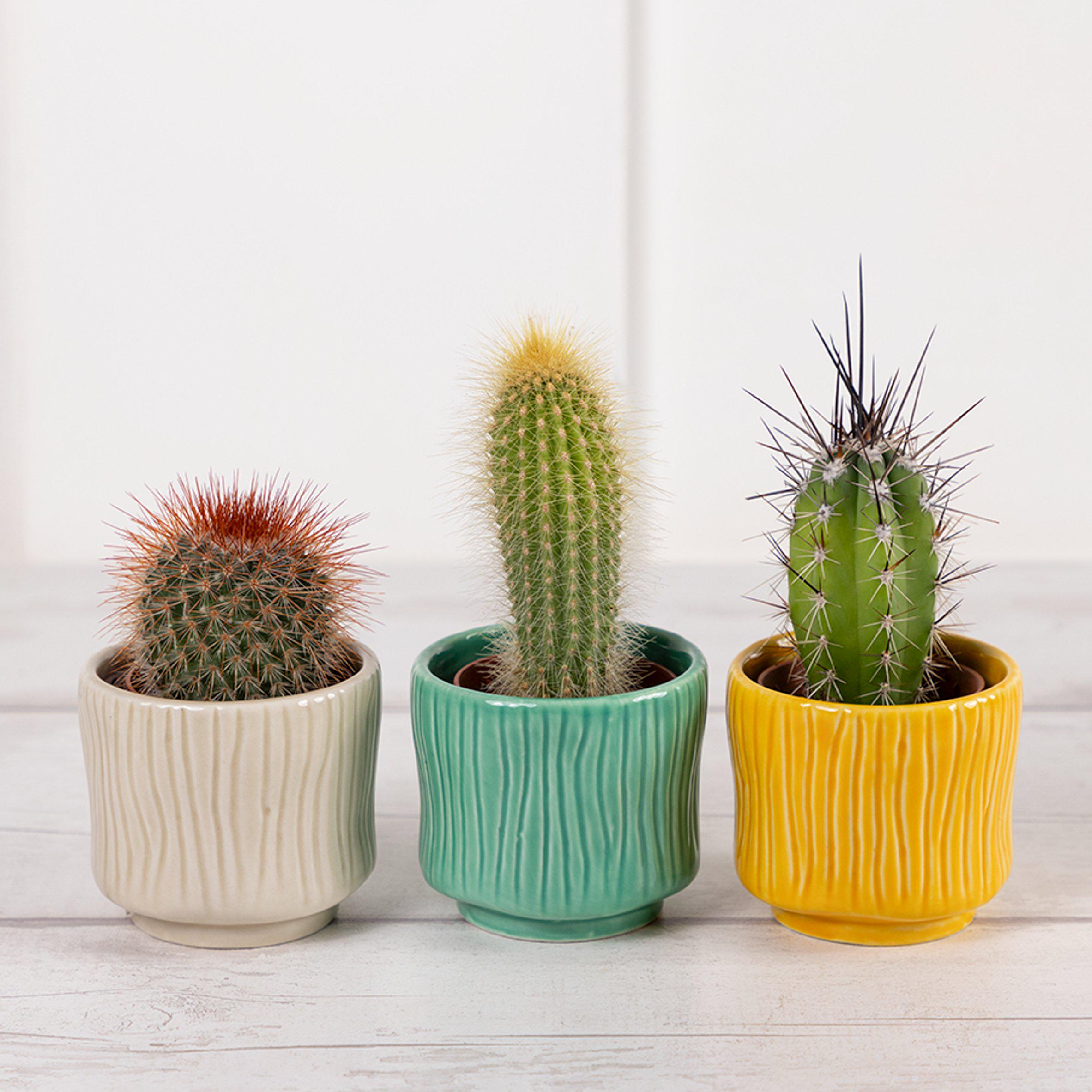 Sainsbury's Mini Cactus GOODS Sainsburys   