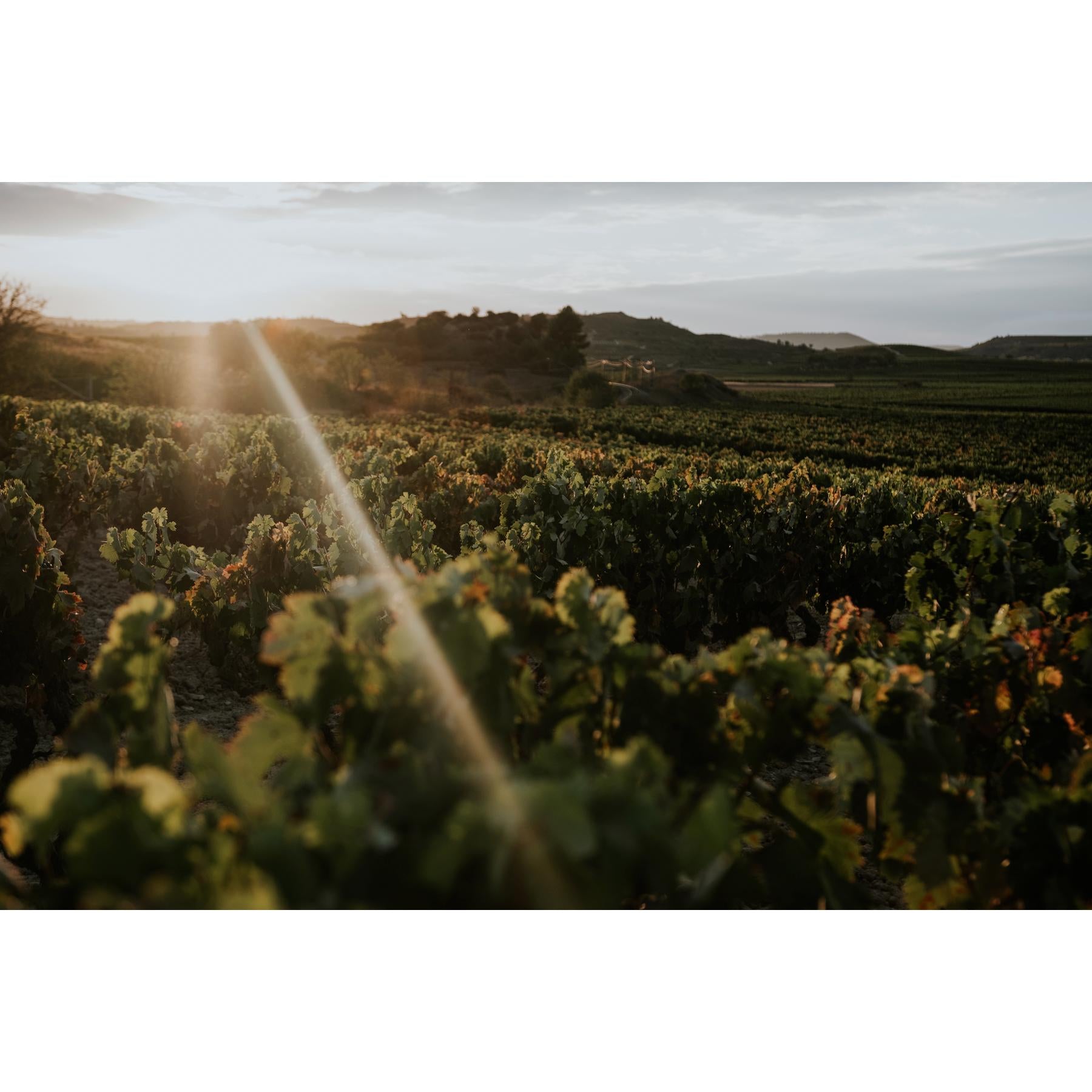 Cune red wine Rioja Reserva 75cl - British product