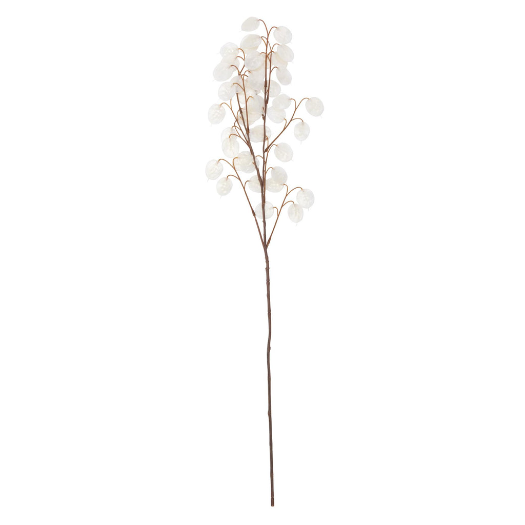 Sainsbury's Home Honesty Seed Single Stem