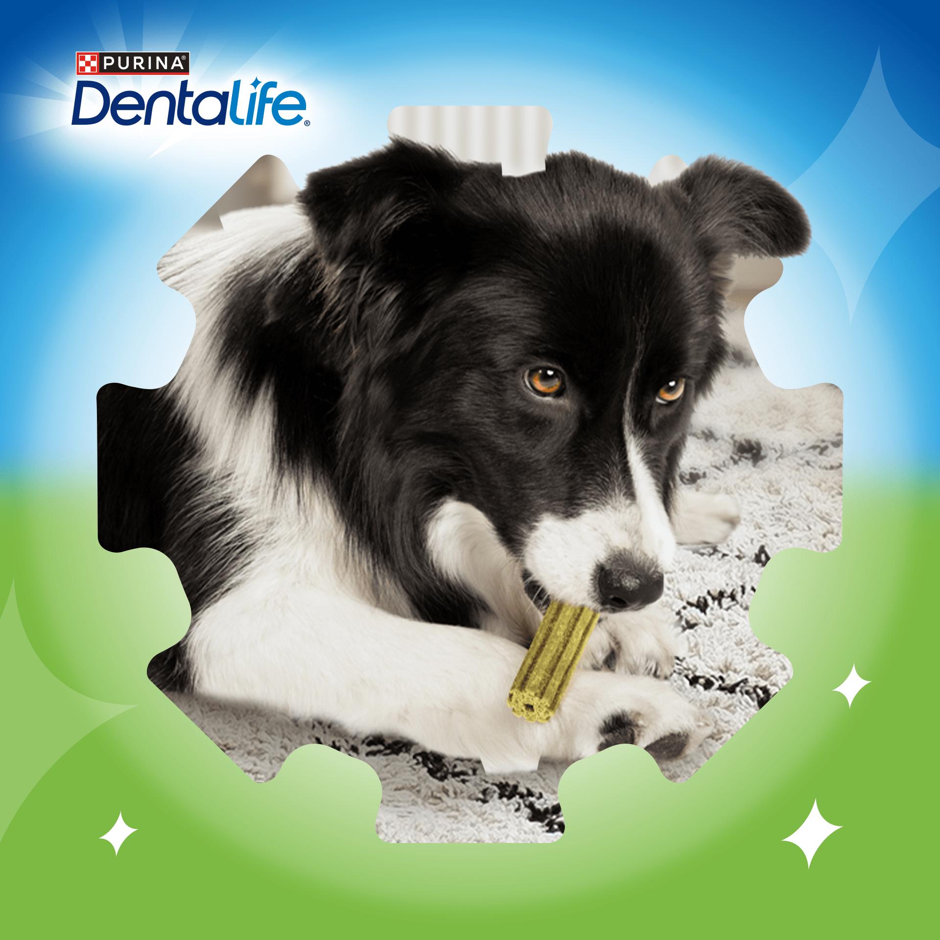 Purina Dentalife ActivFresh small dental dog chews chicken x7, imported from the UK