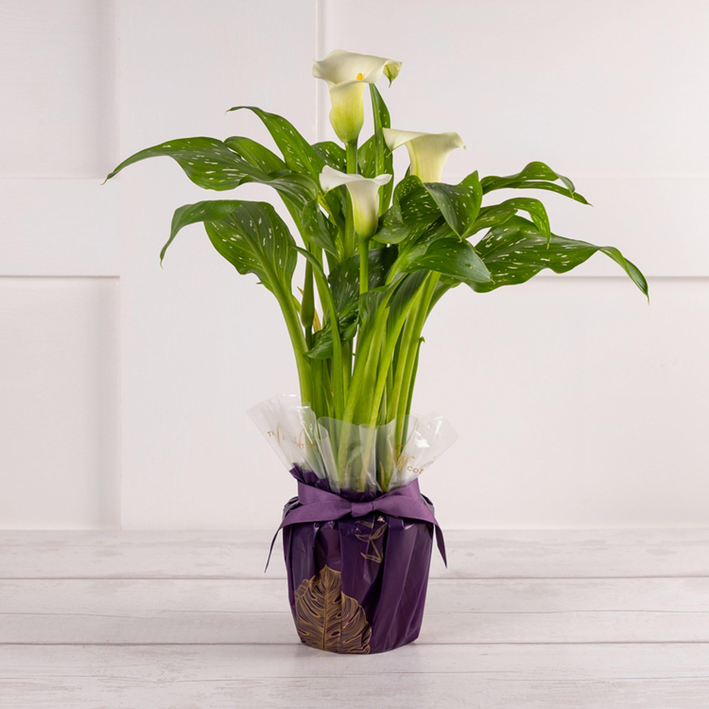 Sainsbury's Calla Lily Wrap GOODS Sainsburys   