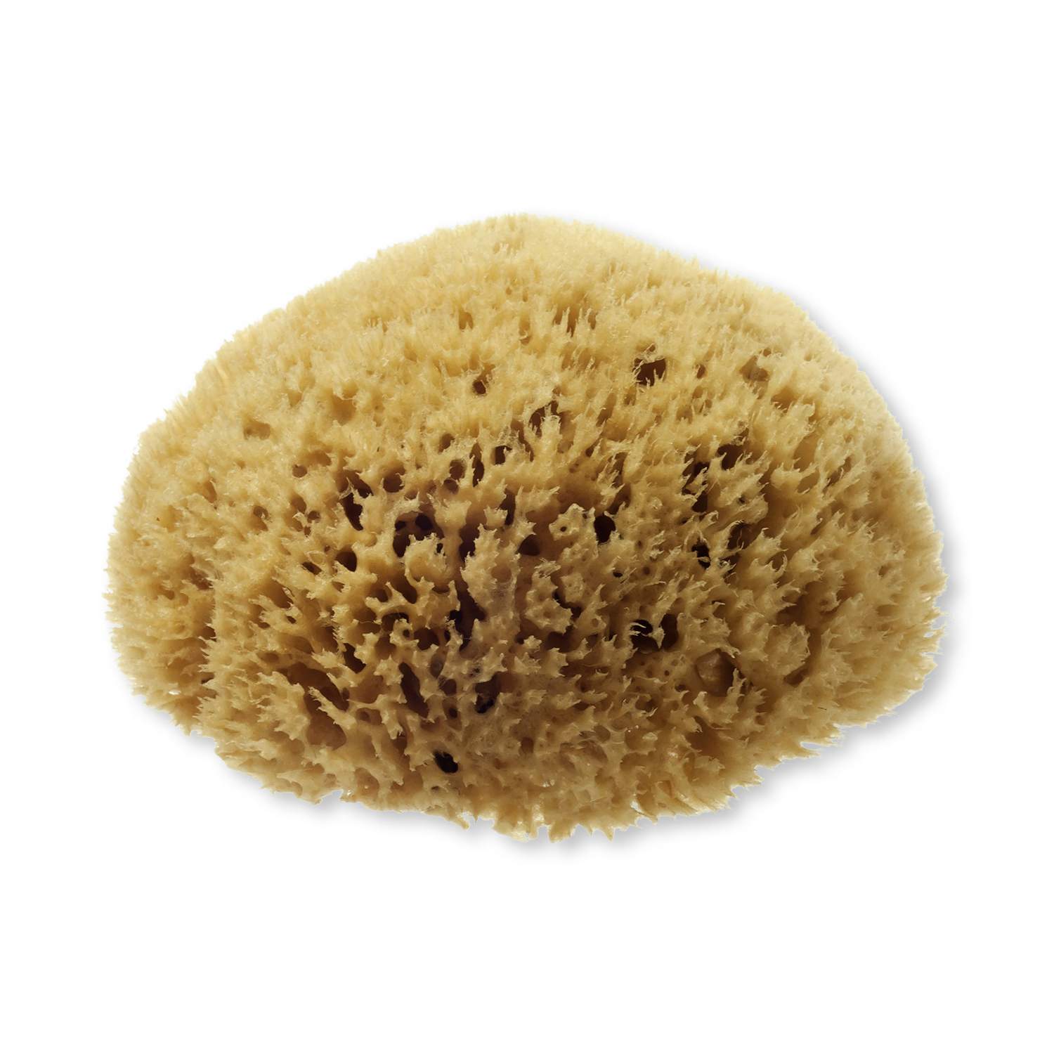Hydréa London natural sea sponge honeycomb 5.5-6 inches - British product