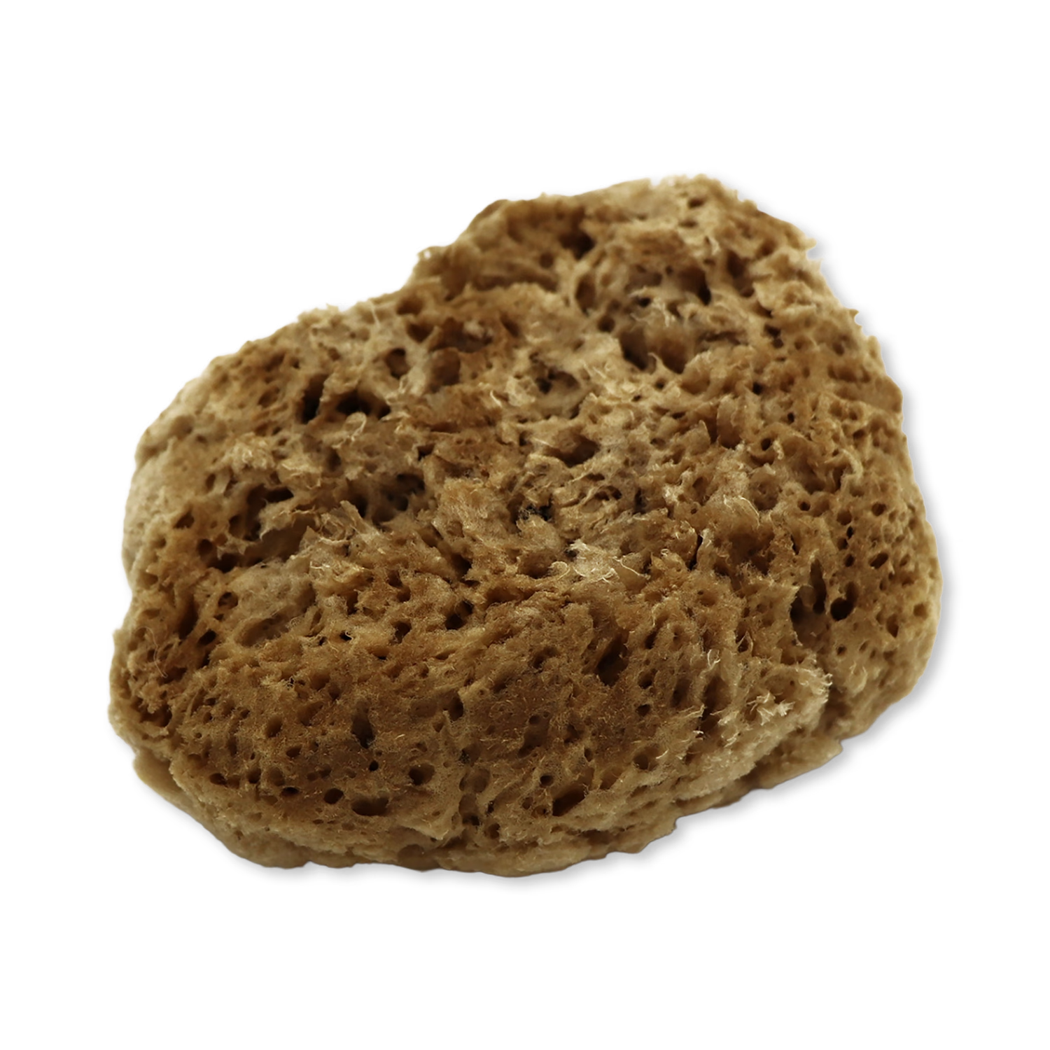 SpongeBox natural sea sponge 6-6.5 inches imported from the UK