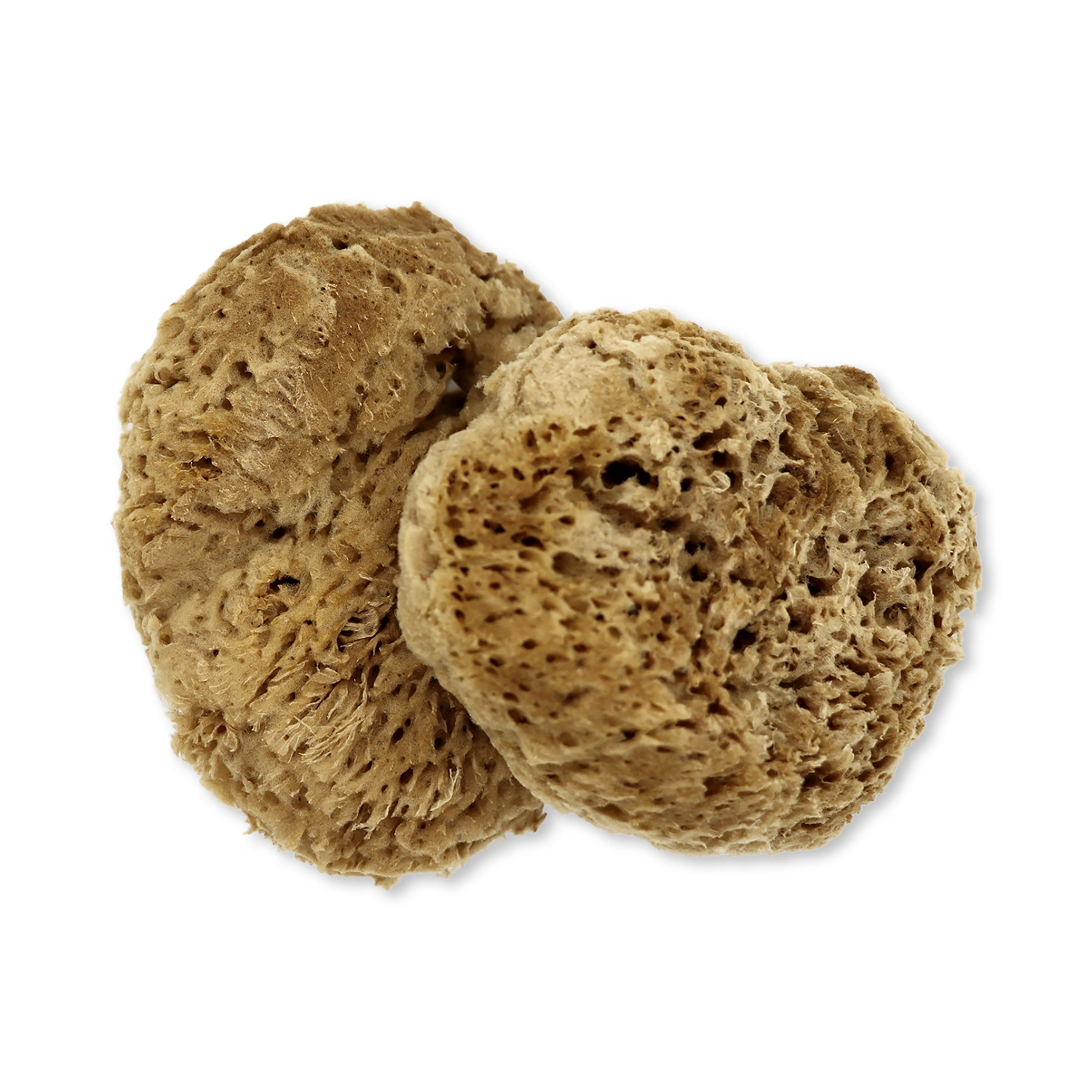SpongeBox natural sea sponge 6-6.5 inches imported from the UK
