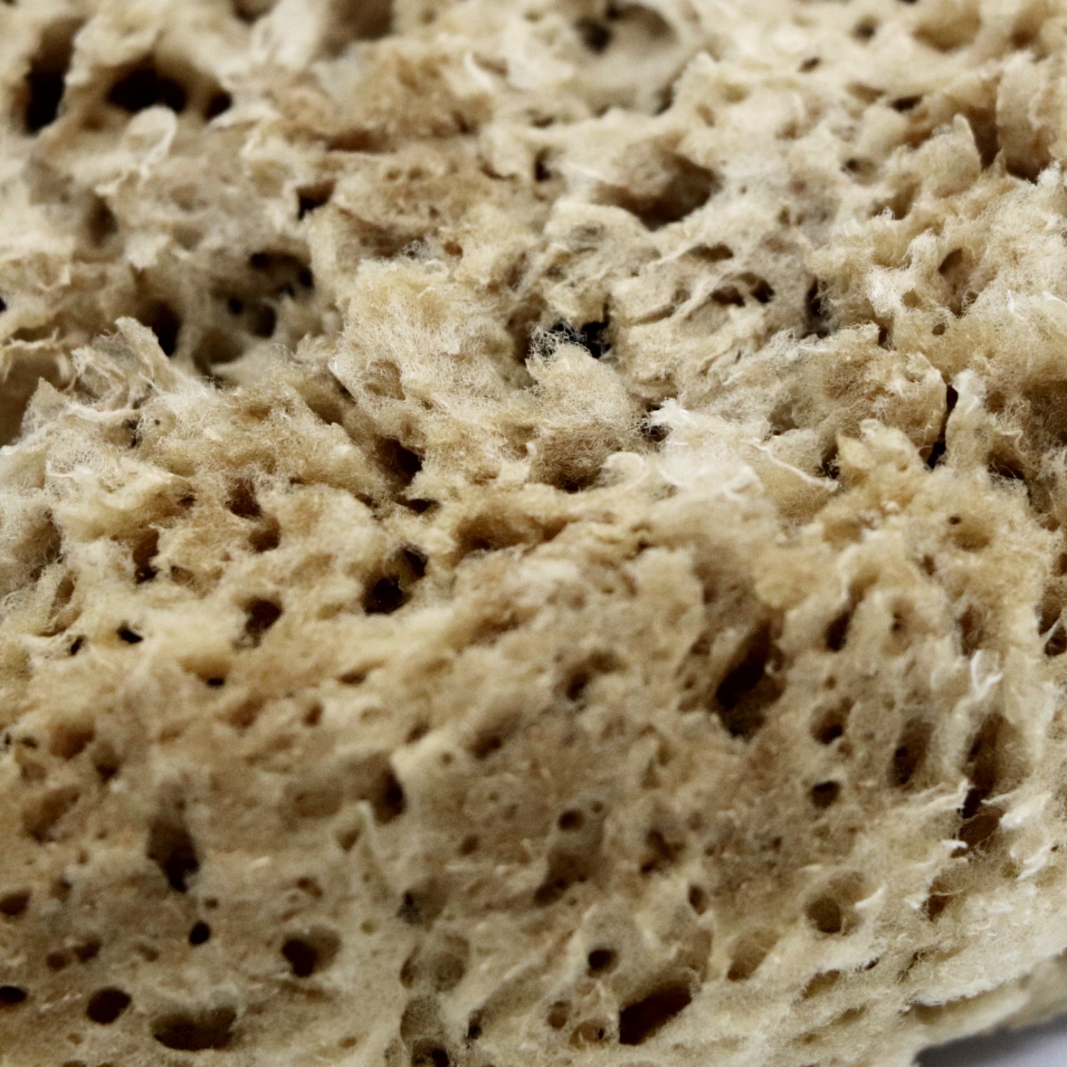 SpongeBox natural sea sponge 6-6.5 inches imported from the UK