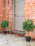 Blooma set of 2 artificial bay trees 70cm - British product
