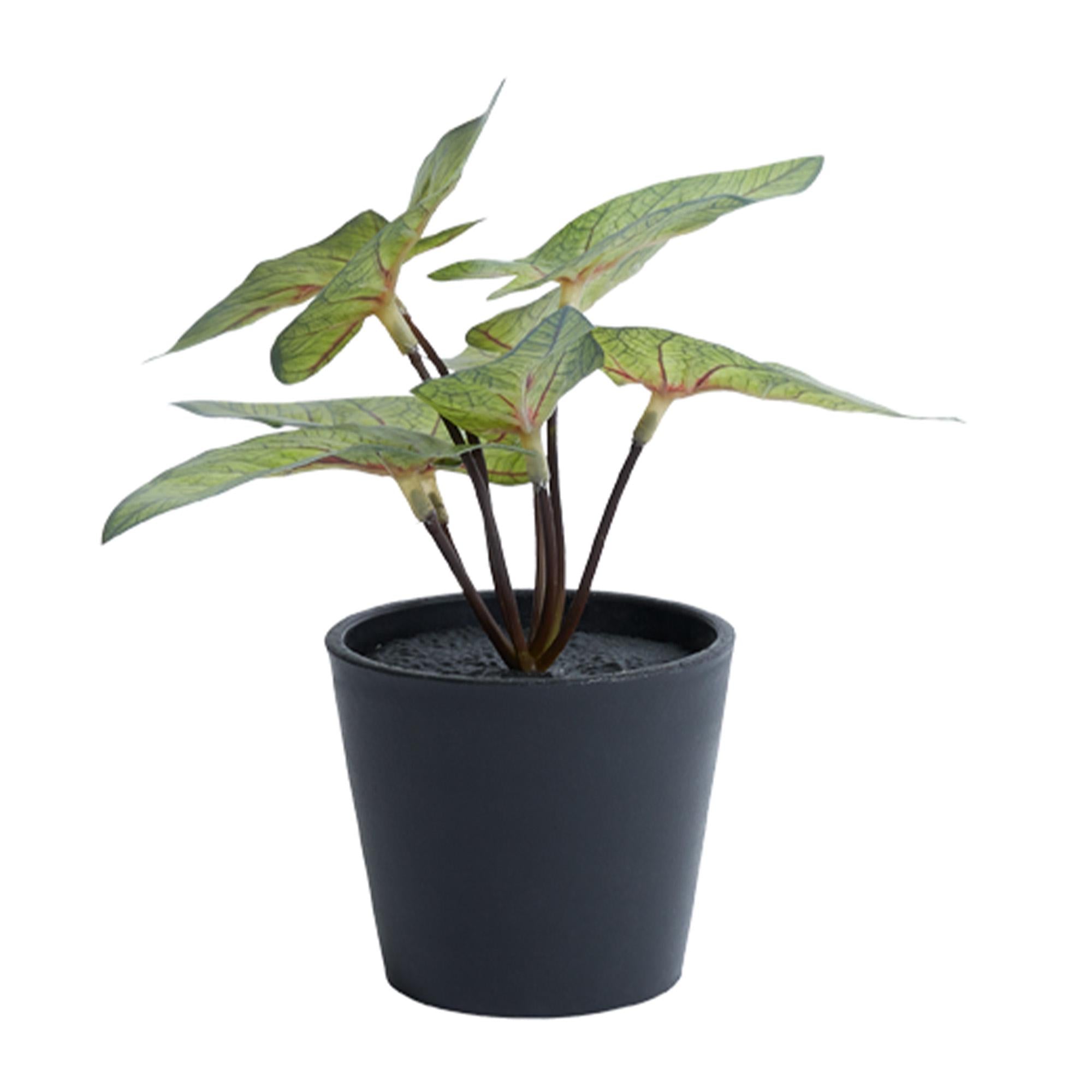 Habitat small artificial Alocasia succulent in black pot British product
